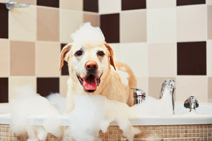 Concentrated amino acid-based shampoo with natural ingredients for sensitive skin dogs